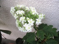 幼稚園の紫陽花