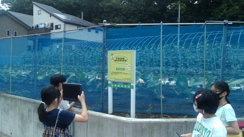 給食に提供していただいている野菜を育てている畑