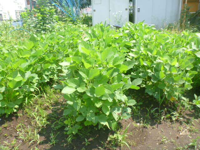 ええ