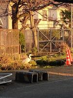 サギ