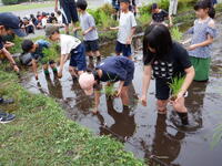 田植え②