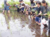 田植え③