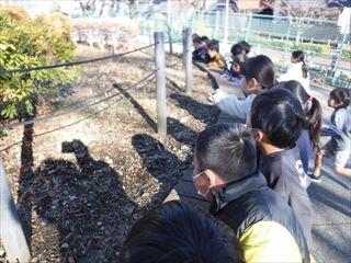 土にできた霜柱をじっくり観察しています。