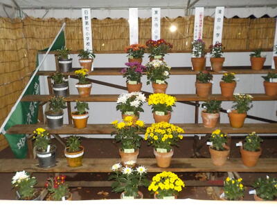 コンテスト出品の鉢展示の様子
