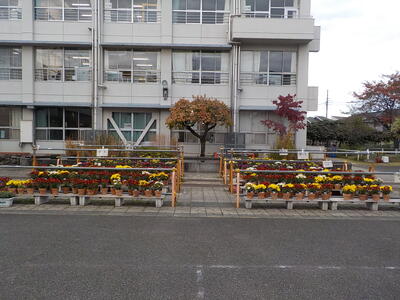 学校の中庭　５，６年生全員の菊が置かれている棚